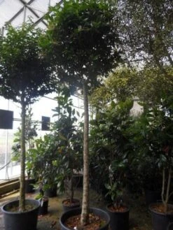 Liguster Op Stam (Ligustrum Japonicum 'Texanum') -OL Planten Winkel ligustrum japonicum texanum 20 25ho c130