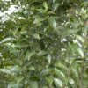 Liguster (Ligustrum Lucidum) -OL Planten Winkel ligustrum lucidum