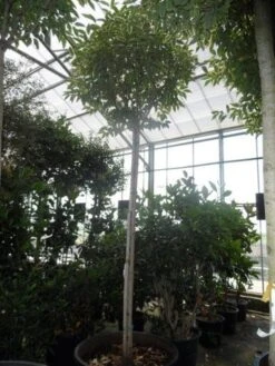 Liguster (Ligustrum 'Excelsum Superbum') 6 Liguster (Ligustrum 'Excelsum Superbum') -OL Planten Winkel ligustrum lucidum excelsum superbum 18 20 25ho c350