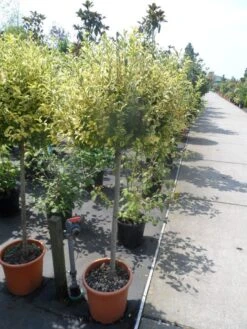 Liguster Op Stam (Ligustrum Ovalifolium 'Aureum') -OL Planten Winkel ligustrum ovalifolium aureum halfstam c25