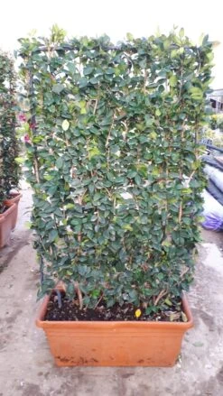 Liguster Als Leivorm (Ligustrum Japonicum 'Texanum') -OL Planten Winkel ligustrum texanum 1