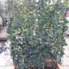 Liguster Als Leivorm (Ligustrum Japonicum 'Texanum') -OL Planten Winkel ligustrum texanum 2 1