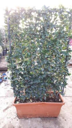 Liguster Als Leivorm (Ligustrum Japonicum 'Texanum')