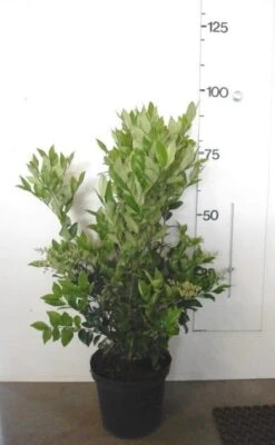 Texaanse Liguster/Liguster (Ligustrum Texanum 'Silver Star') -OL Planten Winkel ligustrum texanum c10