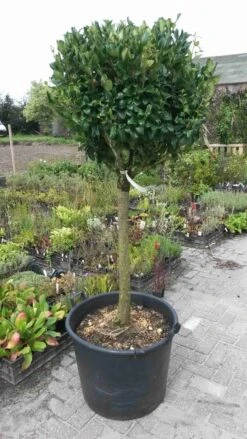Liguster Op Stam (Ligustrum Japonicum 'Texanum') -OL Planten Winkel ligustrum texanum extra groot