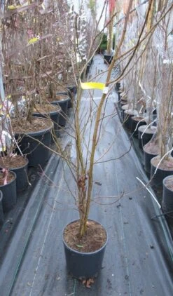 Meerstammige Amberboom (Liquidambar Styraciflua) 27 Meerstammige Amberboom (Liquidambar Styraciflua) -OL Planten Winkel liquidambar 100 125 meerstammig
