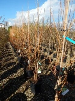 Amberboom (Liquidambar Styraciflua 'Golden Sun') -OL Planten Winkel liquidambar golden sun 125 150