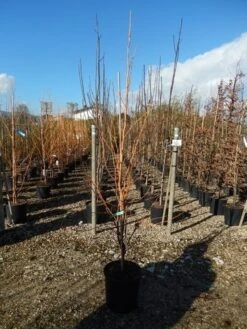 Amberboom (Liquidambar Styraciflua 'Golden Sun') -OL Planten Winkel liquidambar golden sun 125 150 2