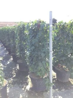 Amberboom Als Leivorm (Liquidambar Styraciflua) -OL Planten Winkel liquidambar lage leivorm c45 1