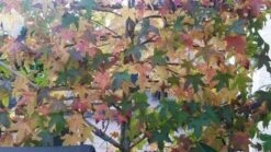Amberboom Als Leivorm (Liquidambar Styraciflua) -OL Planten Winkel liquidambar leiboom 1 1