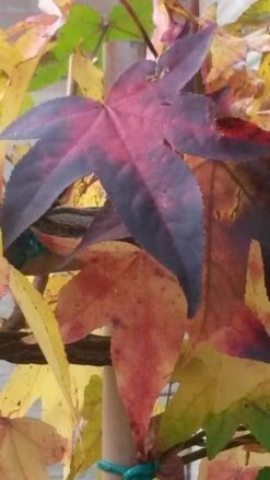 Amberboom Als Leivorm (Liquidambar Styraciflua) -OL Planten Winkel liquidambar leiboom 2 2