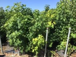 Meerstammige Amberboom (Liquidambar Styraciflua) 31 Meerstammige Amberboom (Liquidambar Styraciflua) -OL Planten Winkel liquidambar styraciflua 100 125cm meerstammig