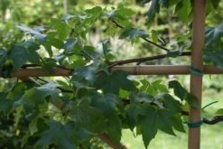Amberboom Als Leivorm (Liquidambar Styraciflua) -OL Planten Winkel liquidambar styraciflua 3 1