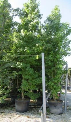 Meerstammige Amberboom (Liquidambar Styraciflua) 25 Meerstammige Amberboom (Liquidambar Styraciflua) -OL Planten Winkel liquidambar styraciflua 500 550 meerstammig