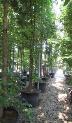 Meerstammige Amberboom (Liquidambar Styraciflua) 20 Meerstammige Amberboom (Liquidambar Styraciflua) -OL Planten Winkel liquidambar styraciflua 500 550 meerstammig 6