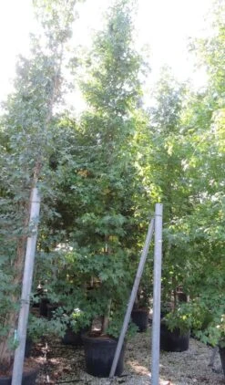 Meerstammige Amberboom (Liquidambar Styraciflua) 19 Meerstammige Amberboom (Liquidambar Styraciflua) -OL Planten Winkel liquidambar styraciflua 500 550 meerstammig 9