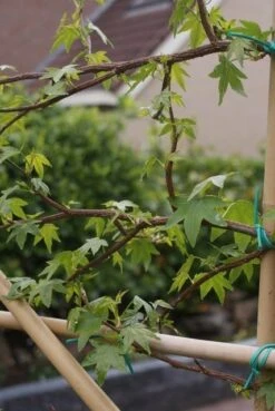 Amberboom Als Leivorm (Liquidambar Styraciflua) -OL Planten Winkel liquidambar styraciflua 5 1