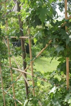 Amberboom Als Leivorm (Liquidambar Styraciflua) -OL Planten Winkel liquidambar styraciflua 6 1