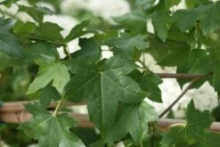 Amberboom Als Leivorm (Liquidambar Styraciflua) -OL Planten Winkel liquidambar styraciflua 7 2