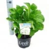 Kleinblijvende Hortensia (Hydrangea Macr. 'Little White'®) -OL Planten Winkel litgtlewhite2