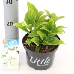 Kleinblijvende Hortensia (Hydrangea Macr. 'Little White'®) -OL Planten Winkel littlewhite