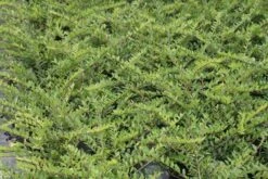 Struikkamperfoelie (Lonicera Pileata) -OL Planten Winkel lonicera pileata 1 1