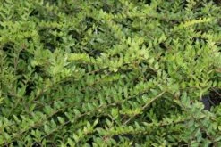 Struikkamperfoelie (Lonicera Pileata) 6 Struikkamperfoelie (Lonicera Pileata) -OL Planten Winkel lonicera pileata 3