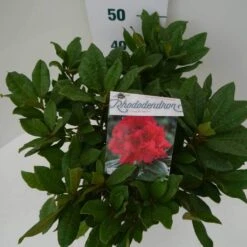 Rhododendron (Rhododendron 'Lord Roberts') -OL Planten Winkel lord robert c7.5 boven