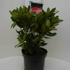 Rhododendron (Rhododendron 'Lord Roberts') -OL Planten Winkel lord robert c7.5 voor