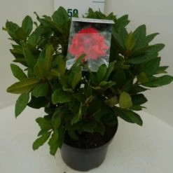 Rhododendron (Rhododendron 'Lord Roberts') -OL Planten Winkel lord robert c7.5 zij 2