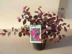 Loropetalum (Loropetalum 'Fire Dance') -OL Planten Winkel loropetalum chin. fire dance p15 2
