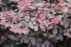 Loropetalum (Loropetalum 'Fire Dance') -OL Planten Winkel loropetalum chinense fire dance 1