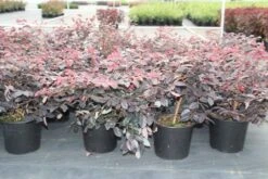 Loropetalum (Loropetalum 'Fire Dance') -OL Planten Winkel loropetalum chinense fire dance 2