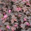 Loropetalum (Loropetalum 'Fire Dance') -OL Planten Winkel loropetalum fire dance 1