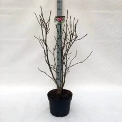 Beverboom (Magnolia Liliiflora 'Nigra') 19 Beverboom (Magnolia Liliiflora 'Nigra') -OL Planten Winkel m. lil. nigra c10 1