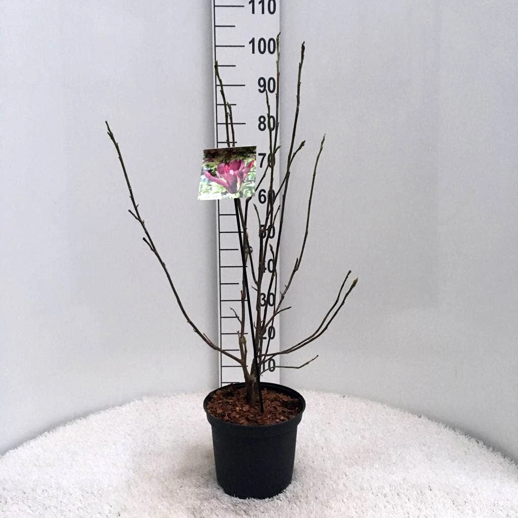 Beverboom (Magnolia Liliiflora 'Nigra') 7 Beverboom (Magnolia Liliiflora 'Nigra') - Afbeelding 5