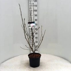 Beverboom (Magnolia Soulangeana) -OL Planten Winkel m. soulangeana c5