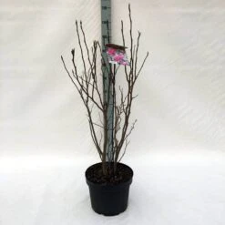 Beverboom, Struik (Magnolia Susan) -OL Planten Winkel m. susan c10