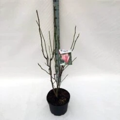 Beverboom (Magnolia 'Heaven Scent') -OL Planten Winkel ma. heaven scent c10