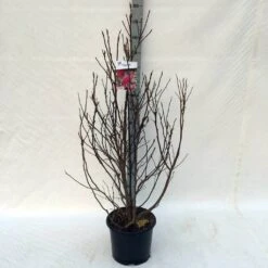 Beverboom, Struik (Magnolia Susan) -OL Planten Winkel ma. susan c15 125 150 cm