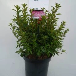Japanse Azalea (Rhododendron 'Madame Van Hecke') -OL Planten Winkel mad. v. hecke c4 voor 1