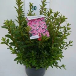 Japanse Azalea (Rhododendron 'Madame Van Hecke') -OL Planten Winkel mad. v. hecke c4 zij 1
