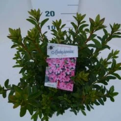 Japanse Azalea (Rhododendron 'Madame Van Hecke') -OL Planten Winkel mad. van hecke c2 boven 1