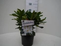 Rhododendron (Rhododendron 'Madame Masson') -OL Planten Winkel madamme masson c2 voor