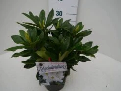 Rhododendron (Rhododendron 'Madame Masson') -OL Planten Winkel madamme masson c2 zij 1