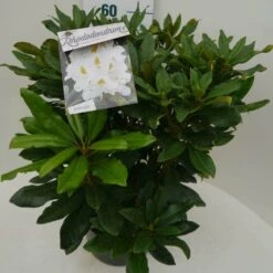 Rhododendron (Rhododendron 'Madame Masson') -OL Planten Winkel madamme masson c7.5 zij 1