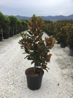 Beverboom (Magnolia Grandiflora 'Little Gem') -OL Planten Winkel magnola little gem 125 150 c25