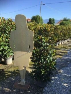 Beverboom (Magnolia Grandiflora 'Little Gem') -OL Planten Winkel magnola little gem 125 150 c25 2