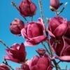 Beverboom (Magnolia 'Genie') -OL Planten Winkel magnolia genie 8