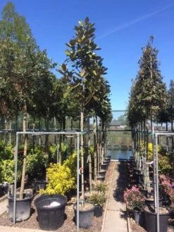 Beverboom (Magnolia Grandiflora 'Gallissoniere') -OL Planten Winkel magnolia grandiflora 10 12